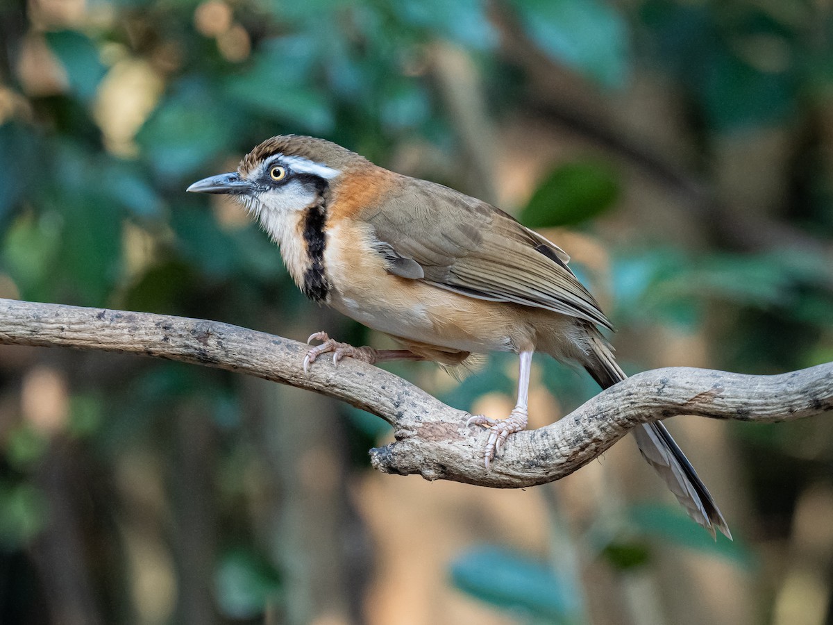 Lesser Necklaced Laughingthrush - ML623652798