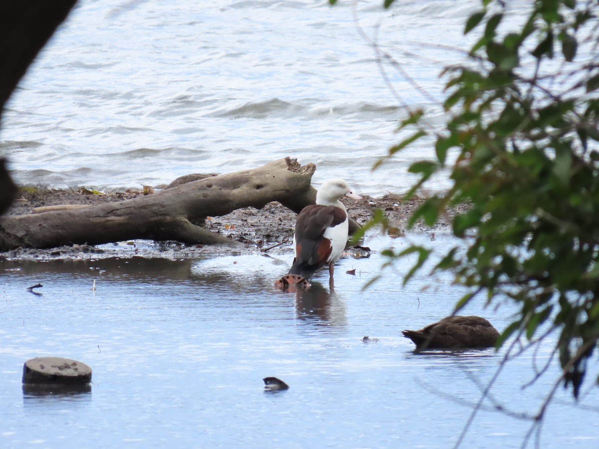 Radjah Shelduck - ML623652802