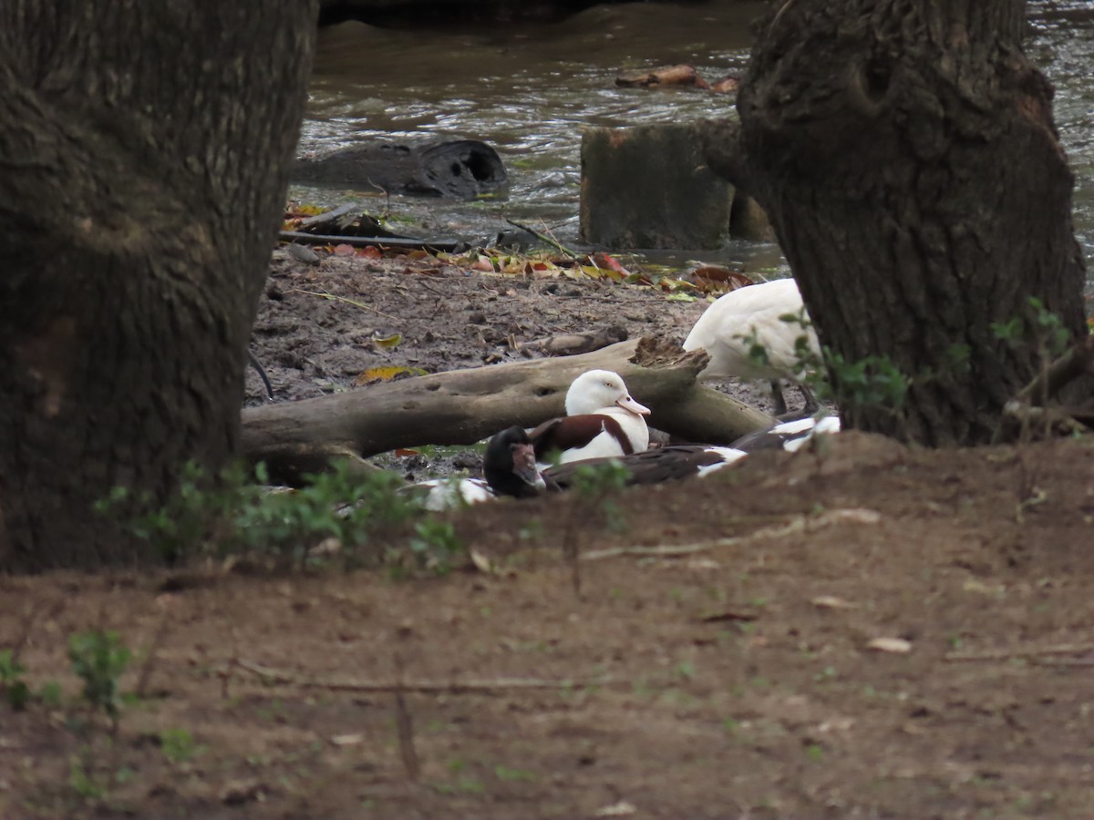 Radjah Shelduck - ML623652806