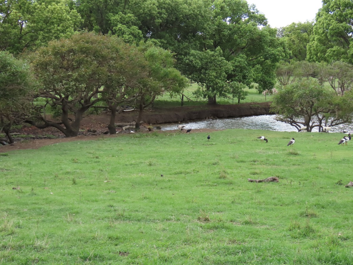 Radjah Shelduck - ML623652809