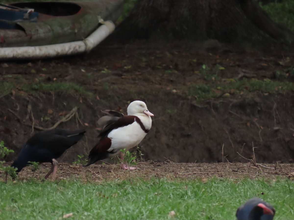 Radjah Shelduck - ML623652818