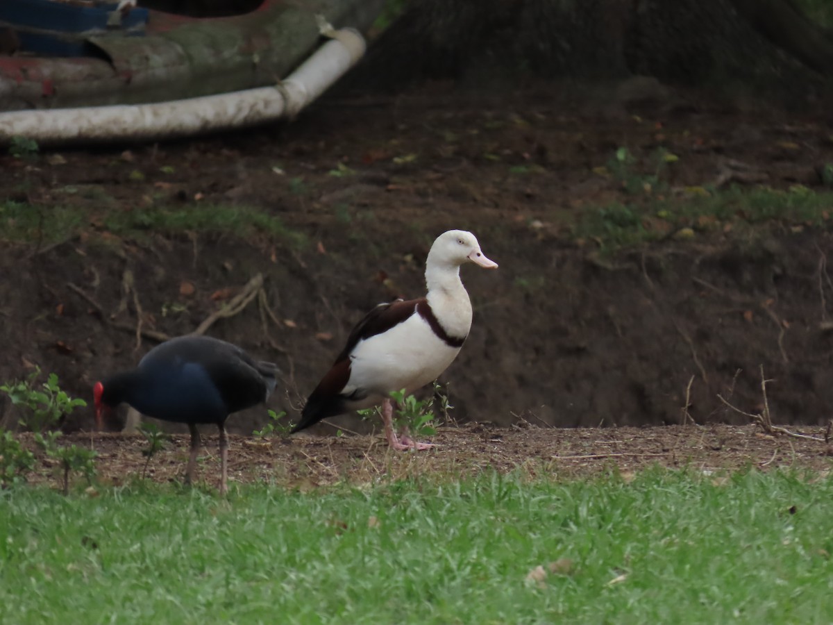 Radjah Shelduck - ML623652825