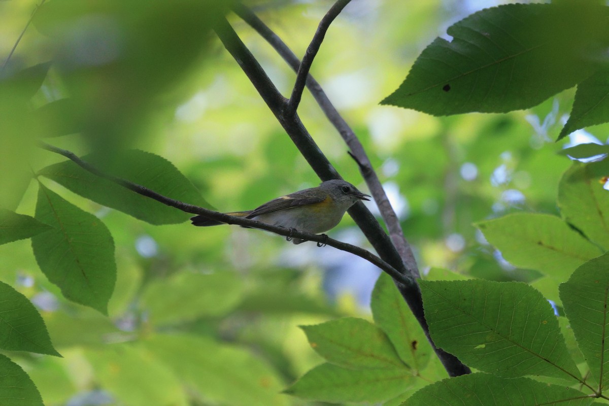 American Redstart - ML623652829