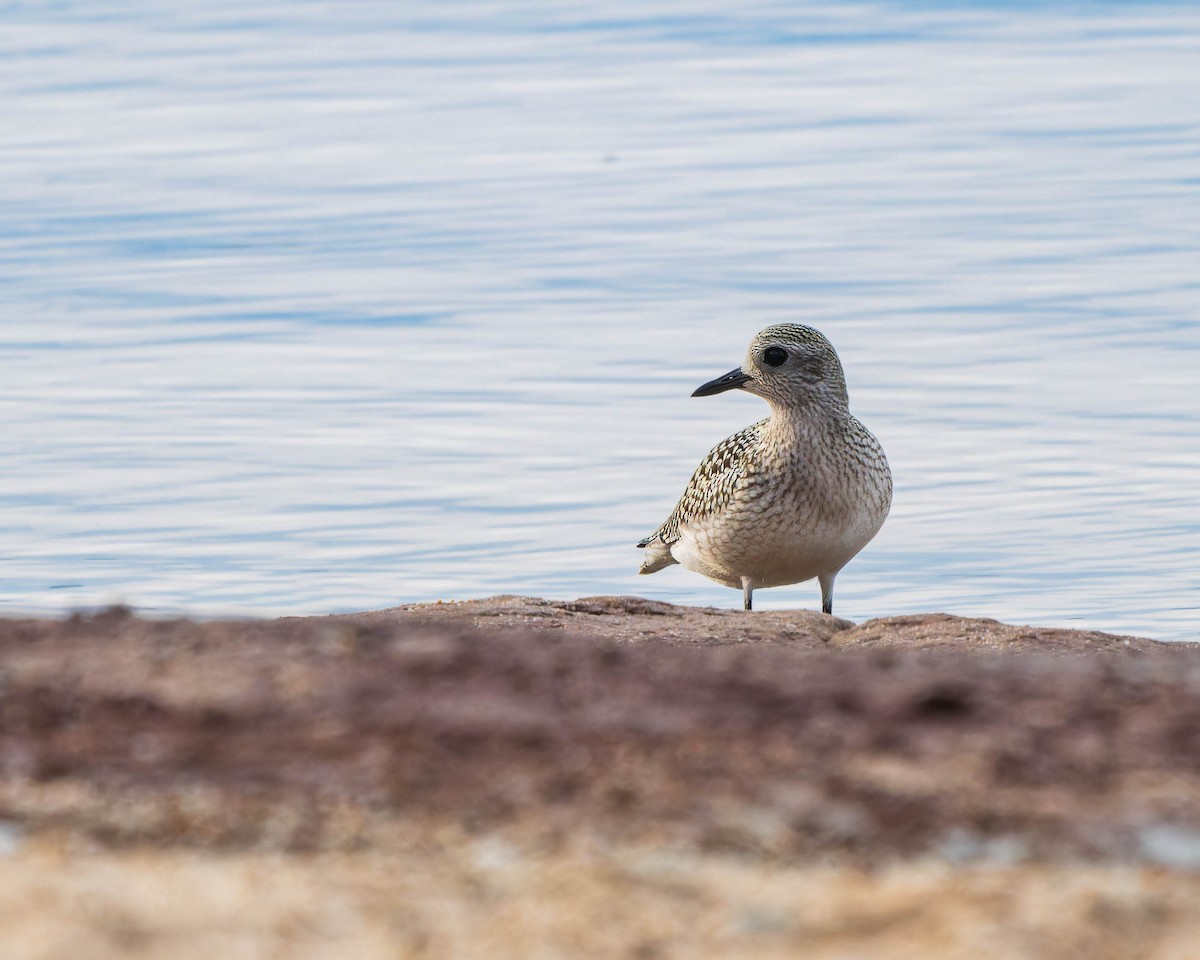 Black-bellied Plover - ML623652871