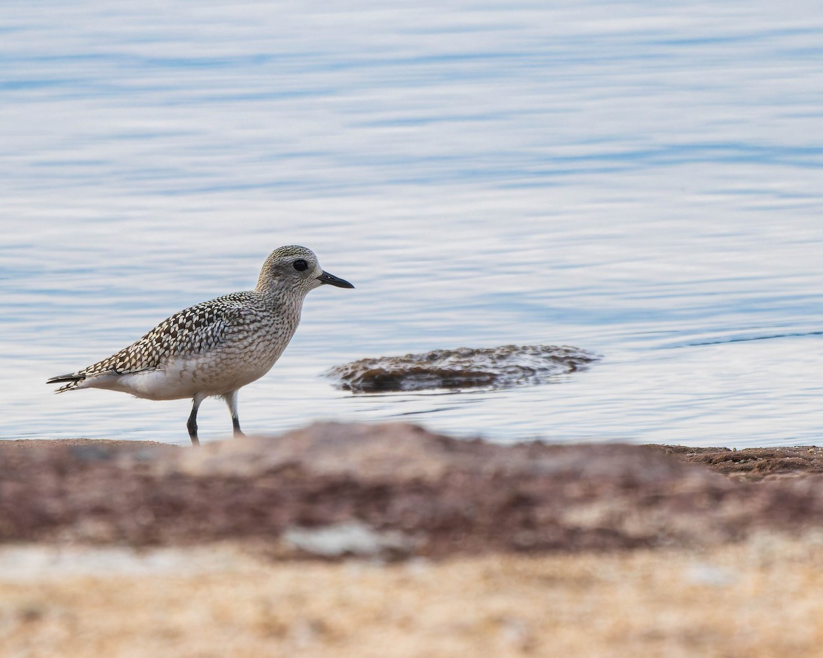 Black-bellied Plover - ML623652872