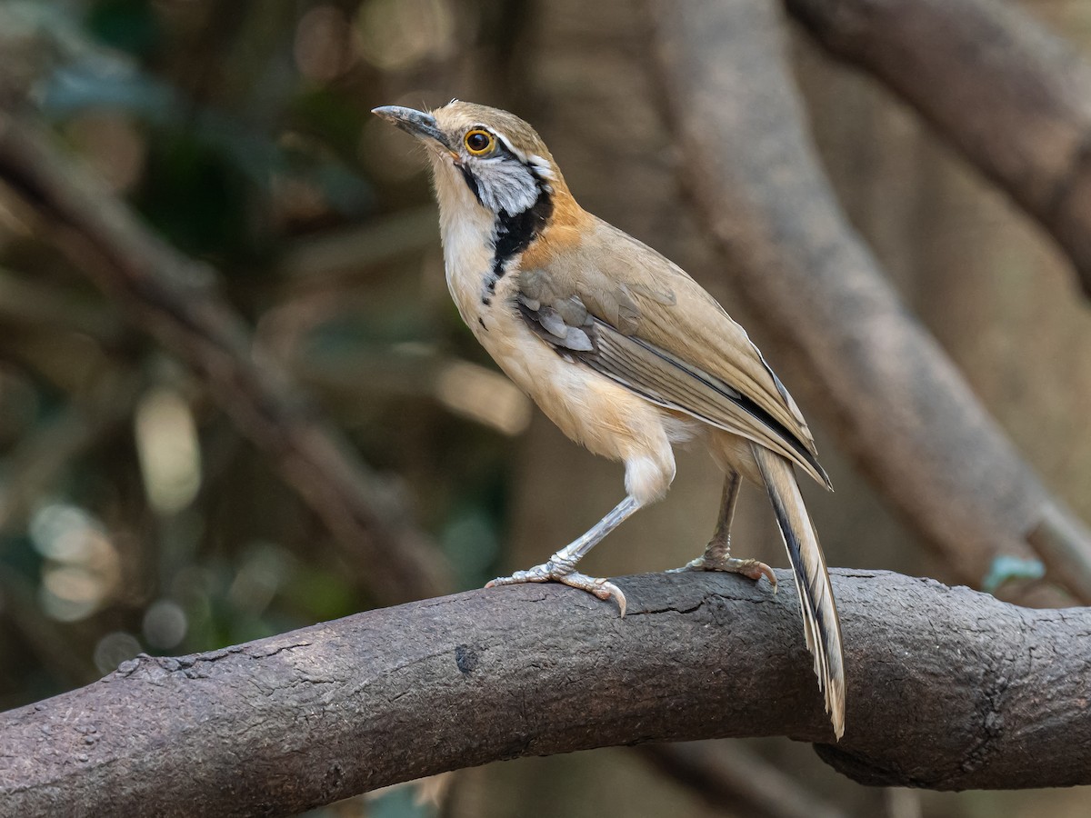 Greater Necklaced Laughingthrush - ML623652888