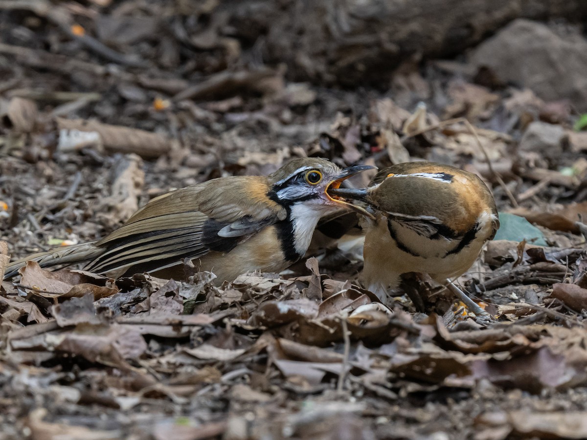 Greater Necklaced Laughingthrush - ML623652889