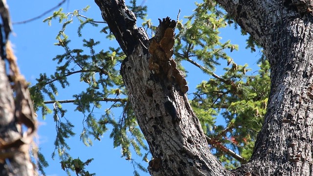 Lewis's Woodpecker - ML623652900