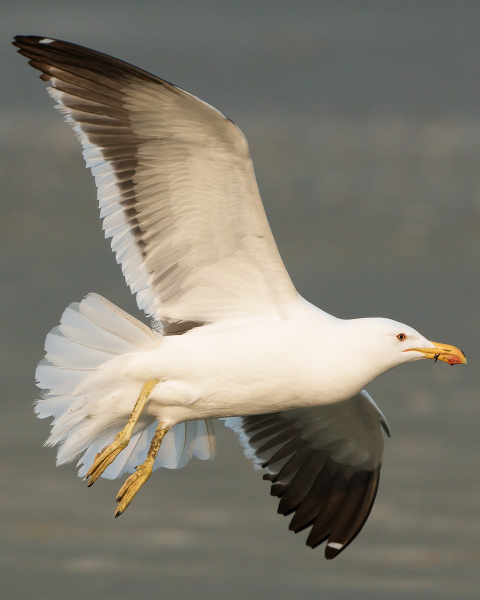 Kelp Gull - ML623652935