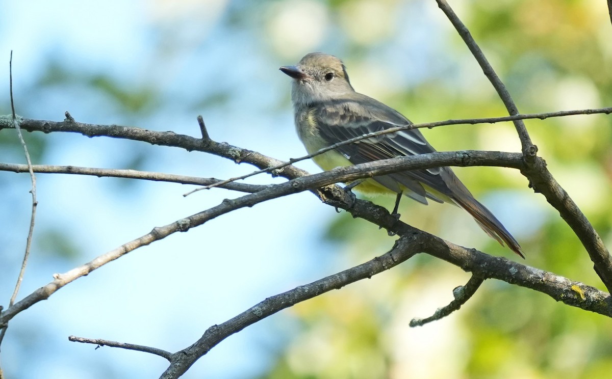 Great Crested Flycatcher - ML623652950