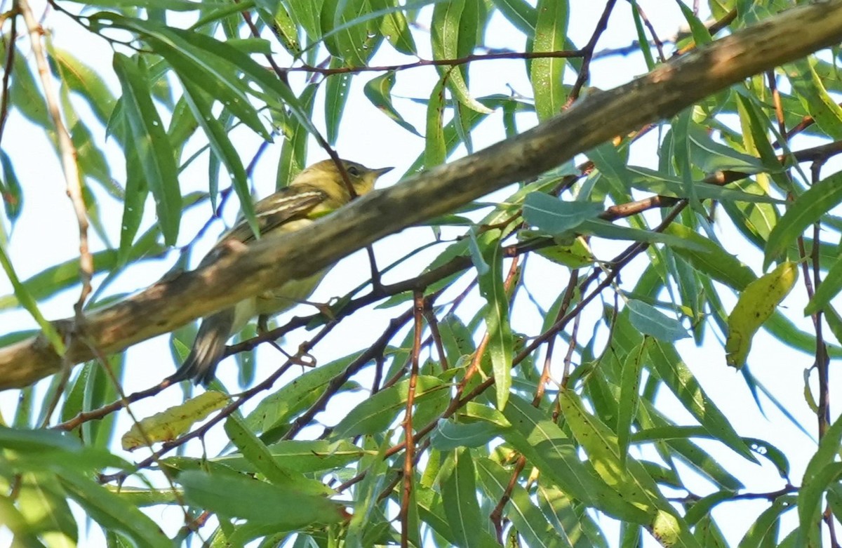 Paruline rayée - ML623652983