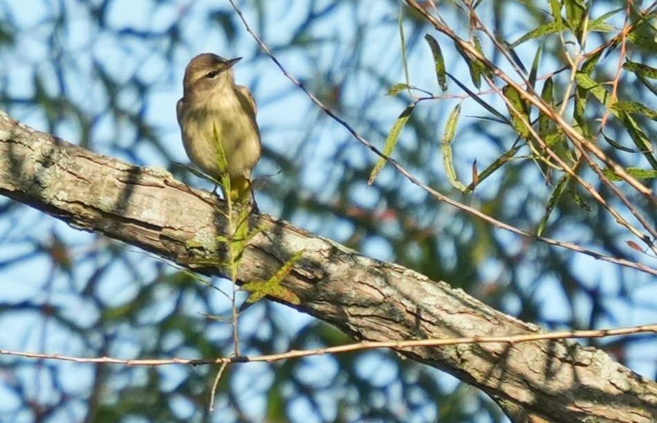 ヤシアメリカムシクイ（palmarum） - ML623652991