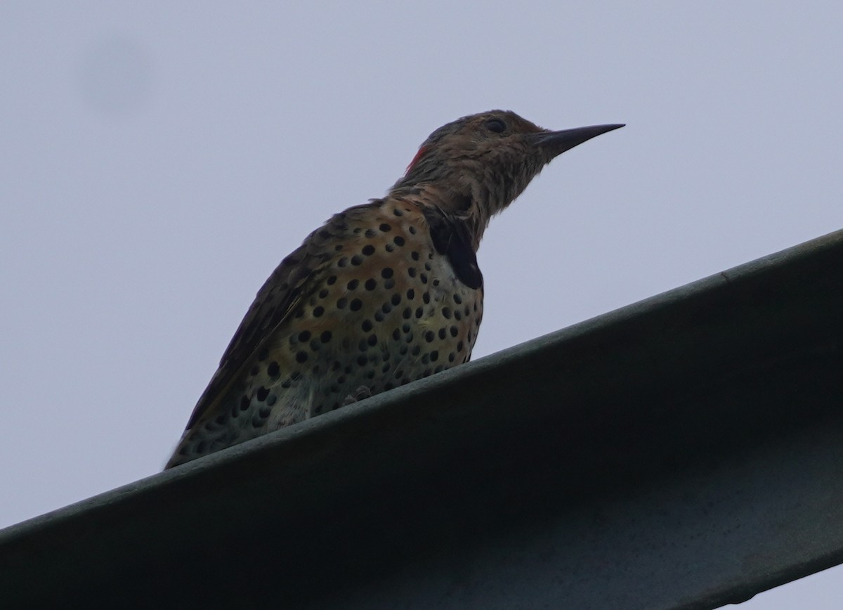 Northern Flicker - John McCallister