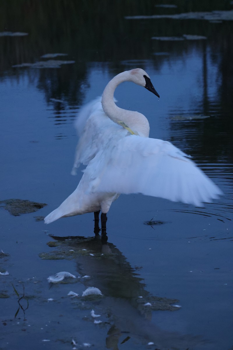 Trumpeter Swan - ML623653055