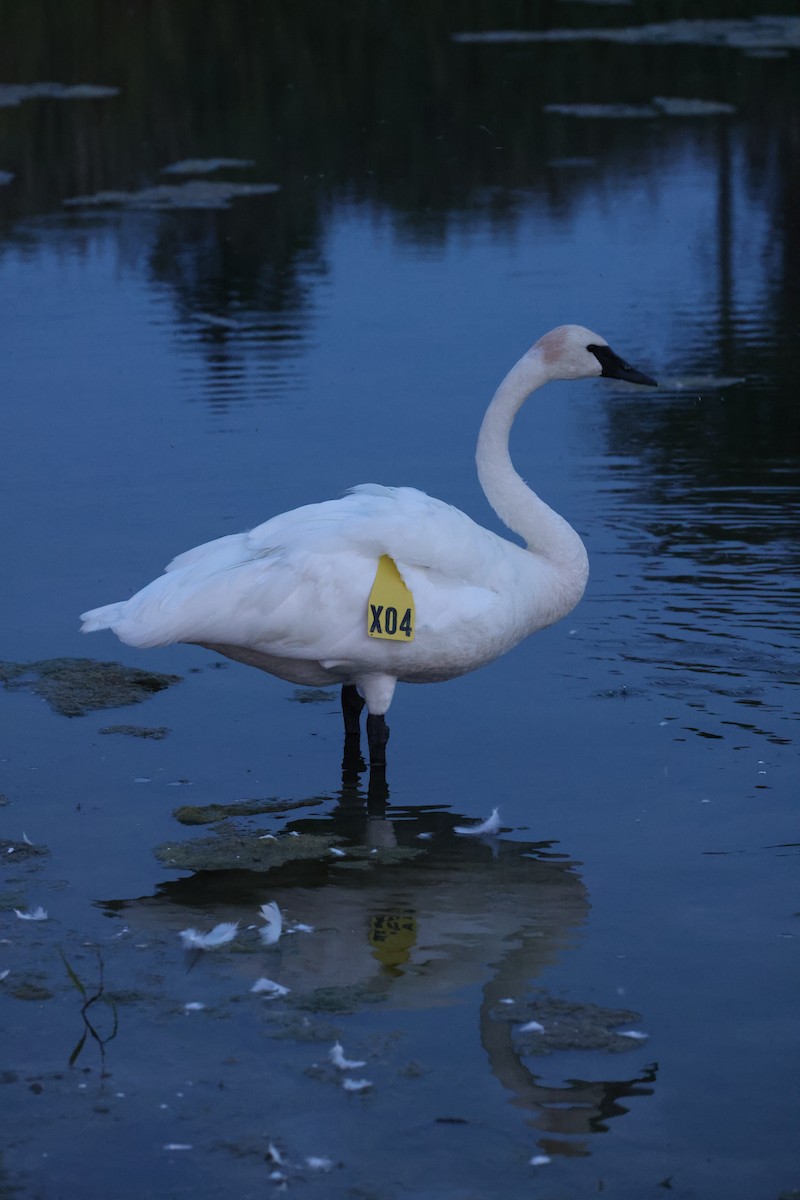 Trumpeter Swan - ML623653056