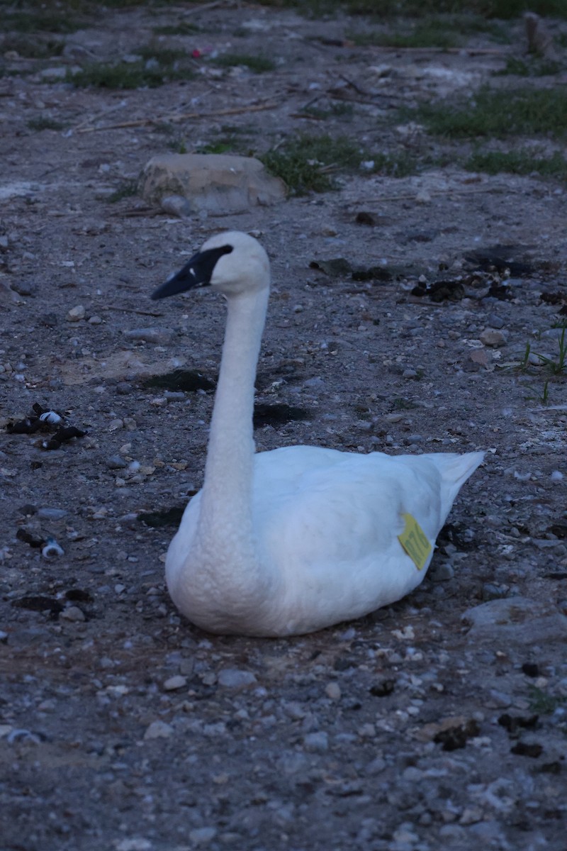 Trumpeter Swan - ML623653058