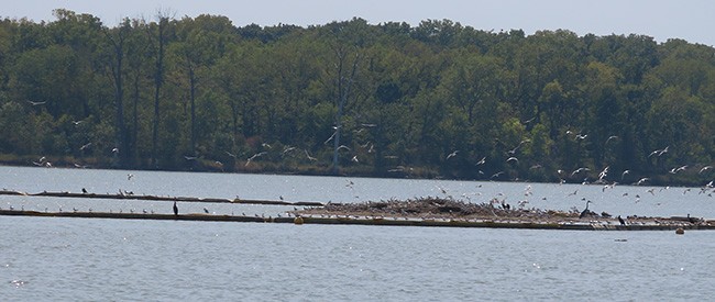 Forster's/Common Tern - Nancy Anderson