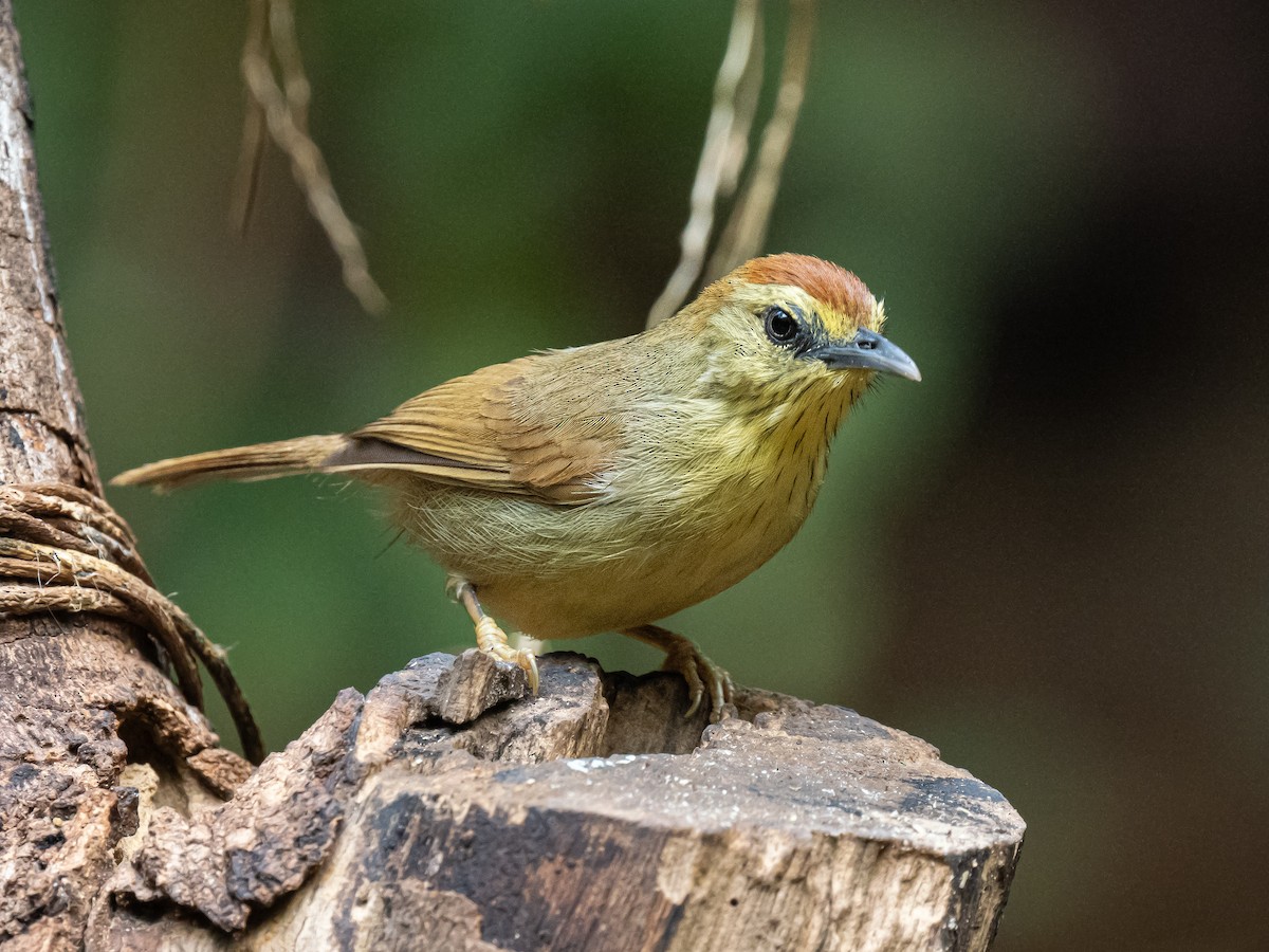 Pin-striped Tit-Babbler - ML623653119