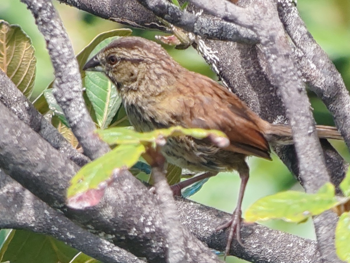 Rusty Sparrow - ML623653142