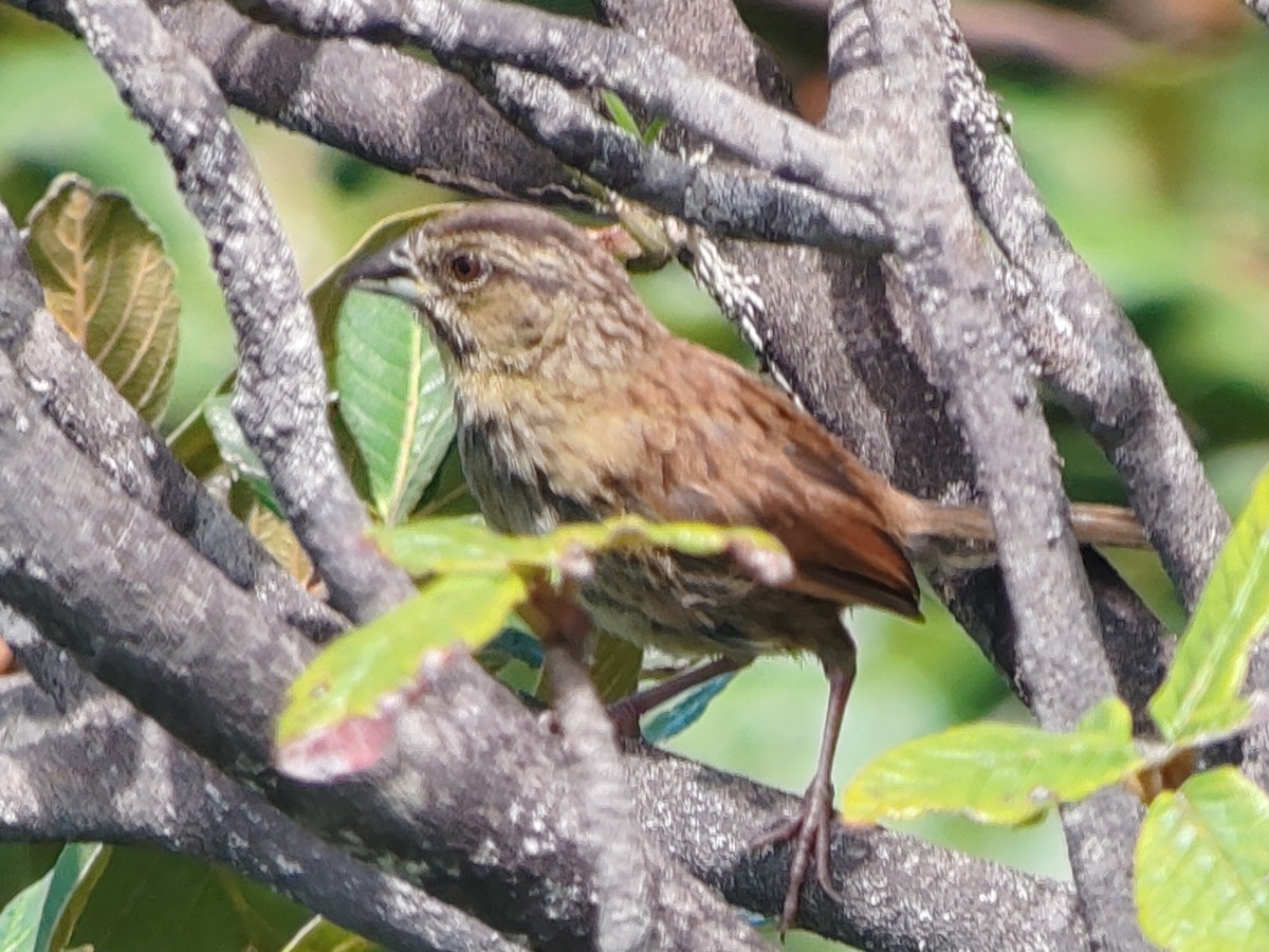 Rusty Sparrow - ML623653143