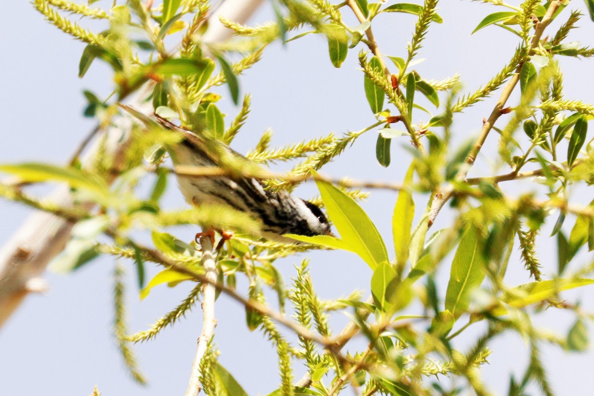 Blackpoll Warbler - Risë Foster-Bruder