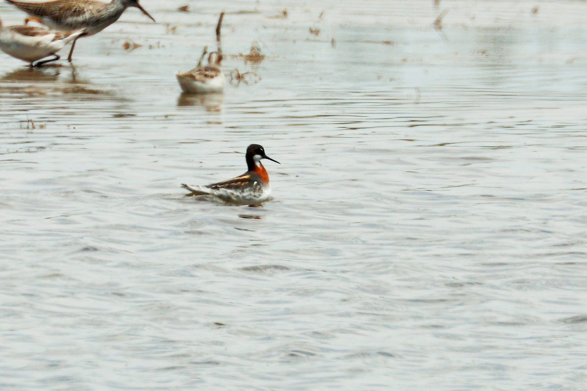 Phalarope à bec étroit - ML623653253