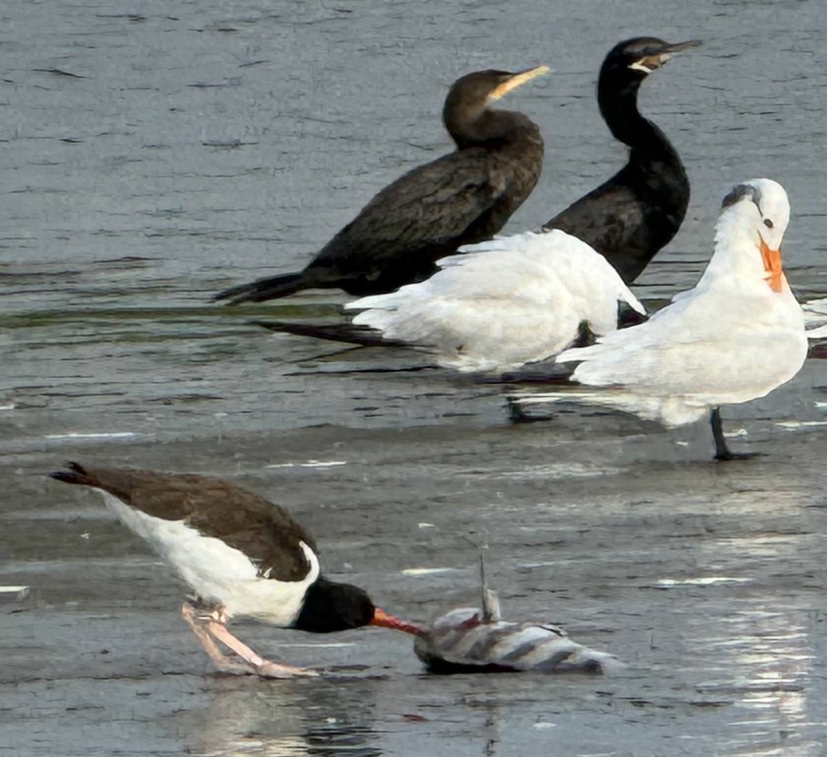 American Oystercatcher - ML623653263