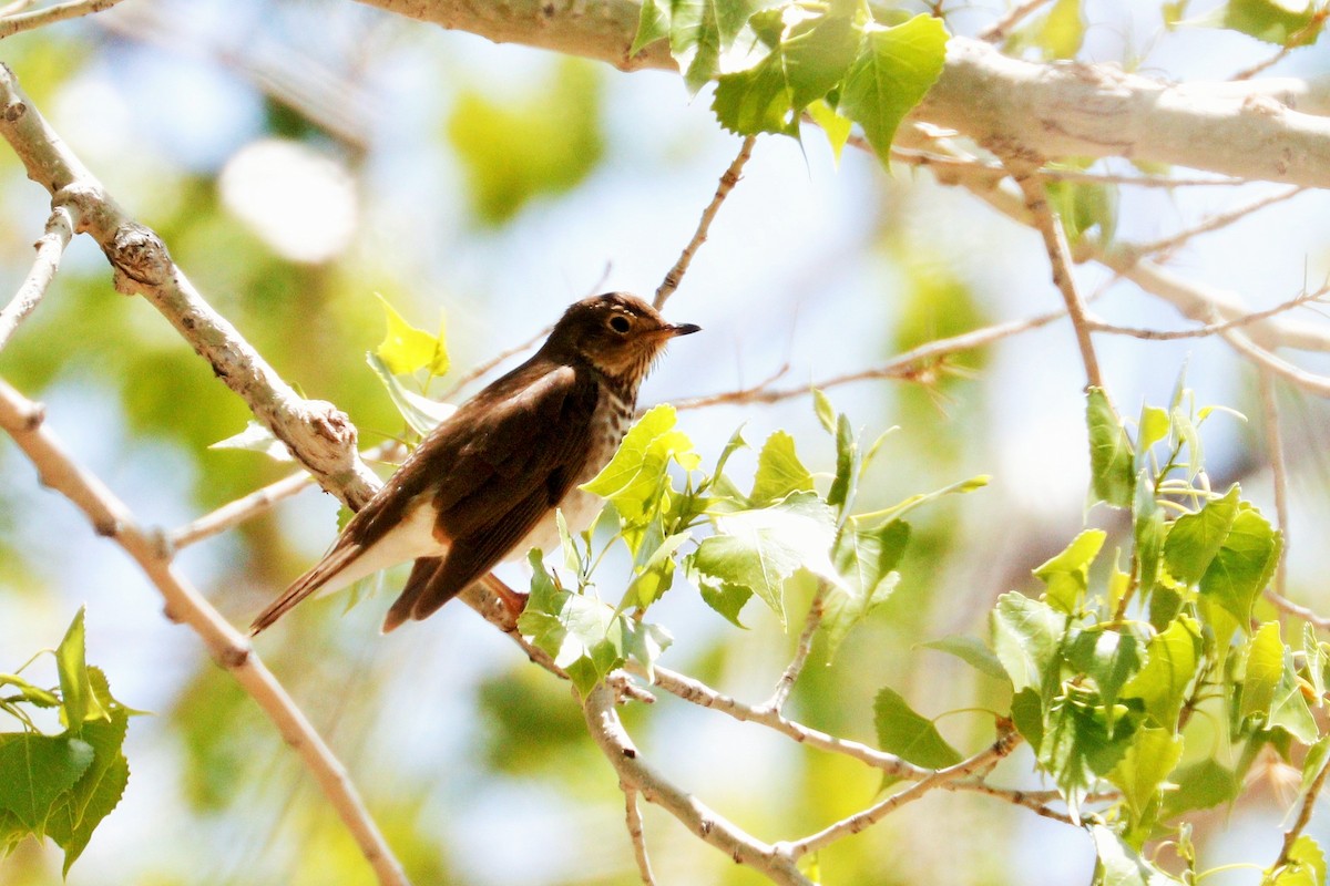 Swainson's Thrush - ML623653269