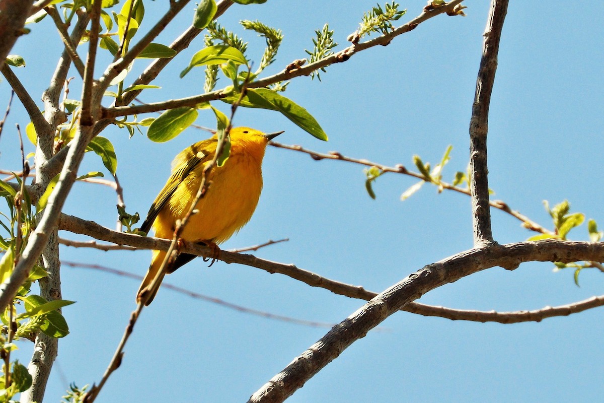 Paruline jaune - ML623653289