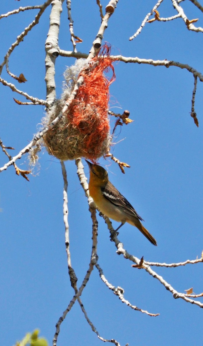 Oriole de Bullock - ML623653332