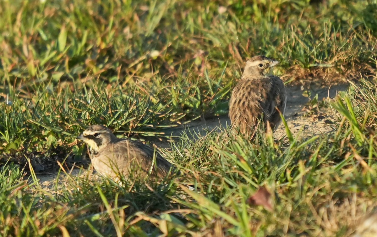 Horned Lark - ML623653382