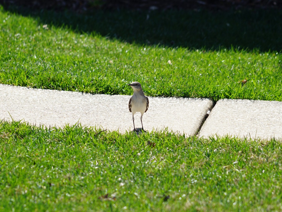 Northern Mockingbird - ML623653417