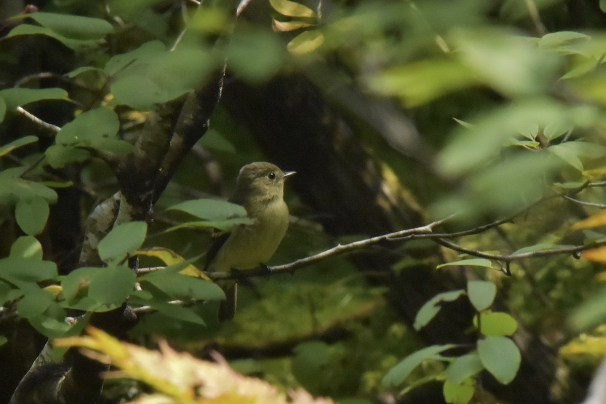Yellow-bellied Flycatcher - ML623653456