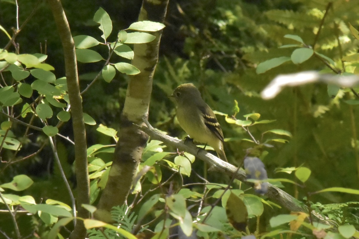 Yellow-bellied Flycatcher - ML623653463