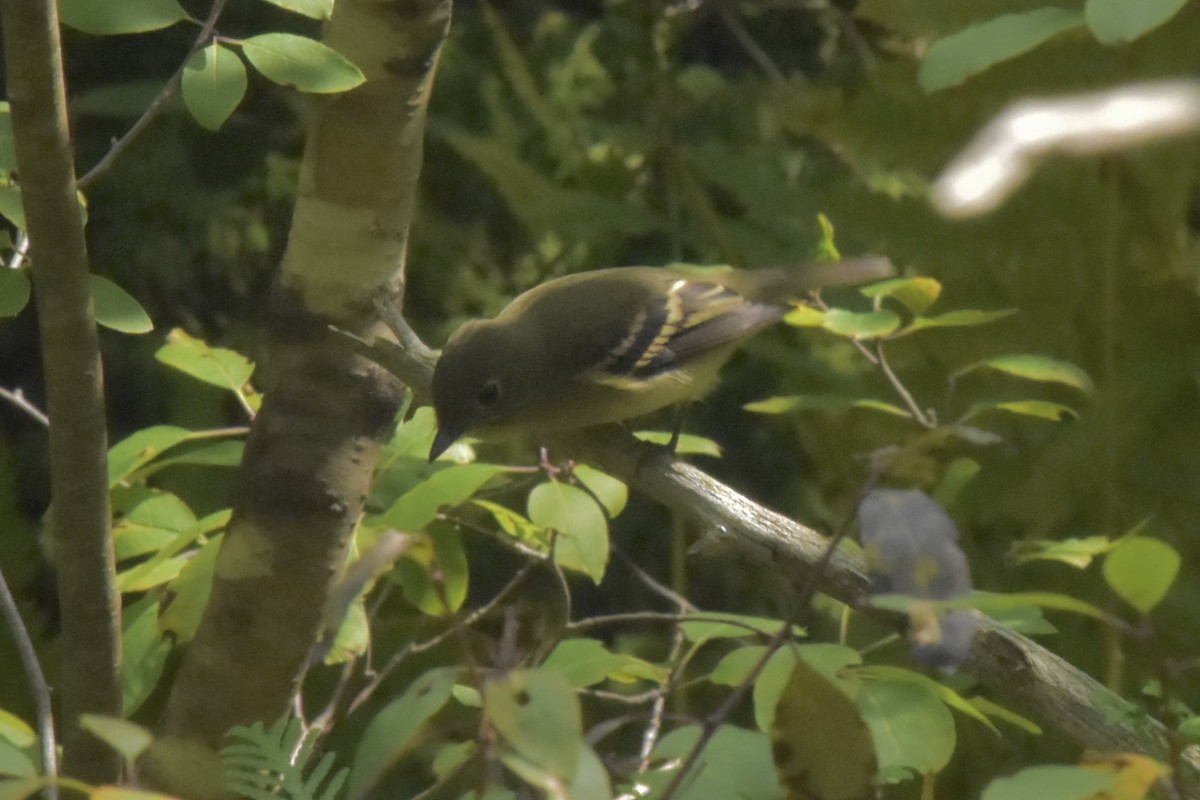 Yellow-bellied Flycatcher - ML623653464
