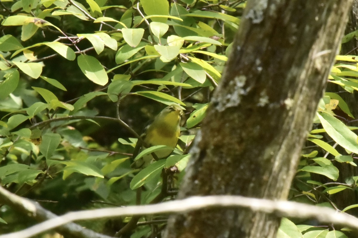 Northern Parula - ML623653481