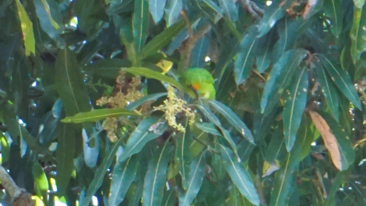 Golden-fronted Leafbird - ML623653483