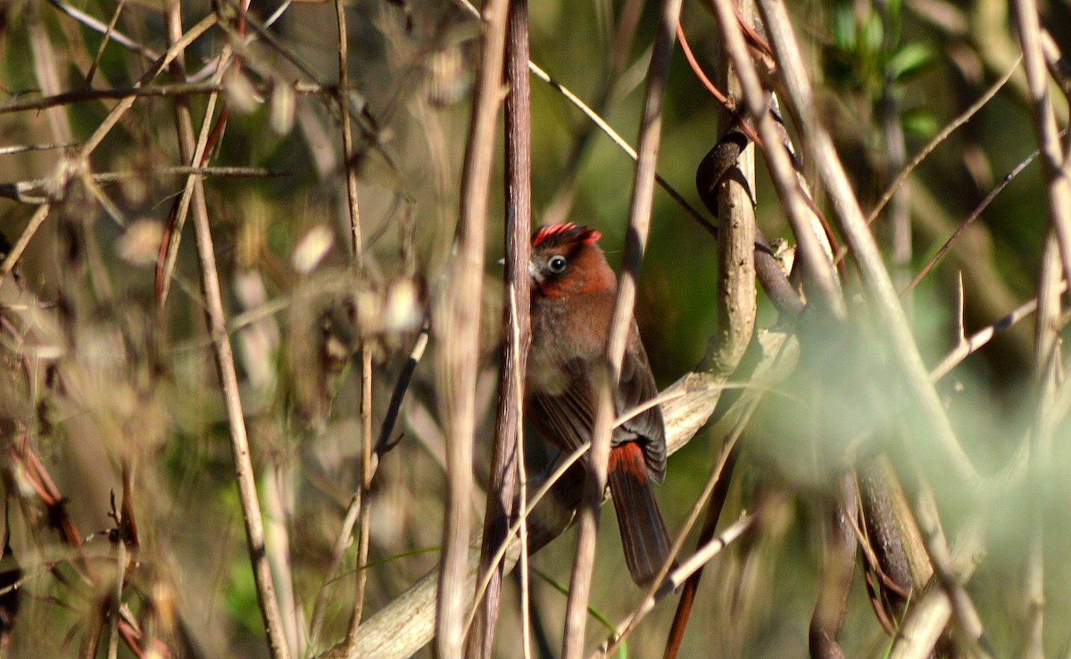 Red-crested Finch - ML623653488