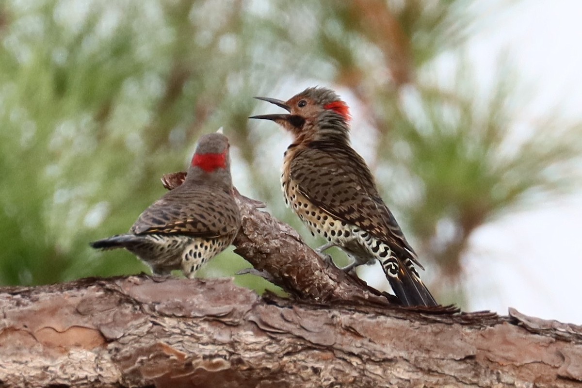 Northern Flicker - ML623653499