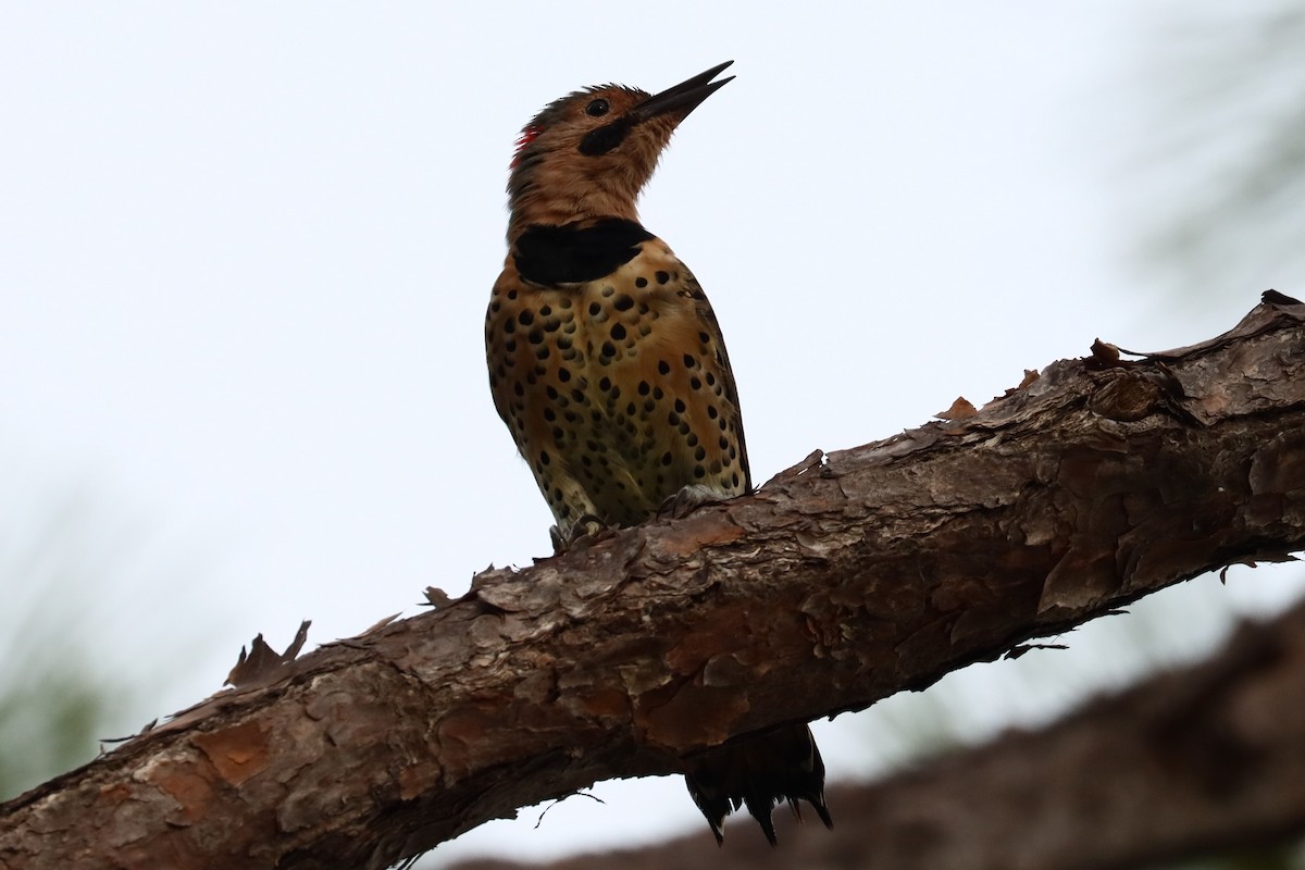 Northern Flicker - ML623653500