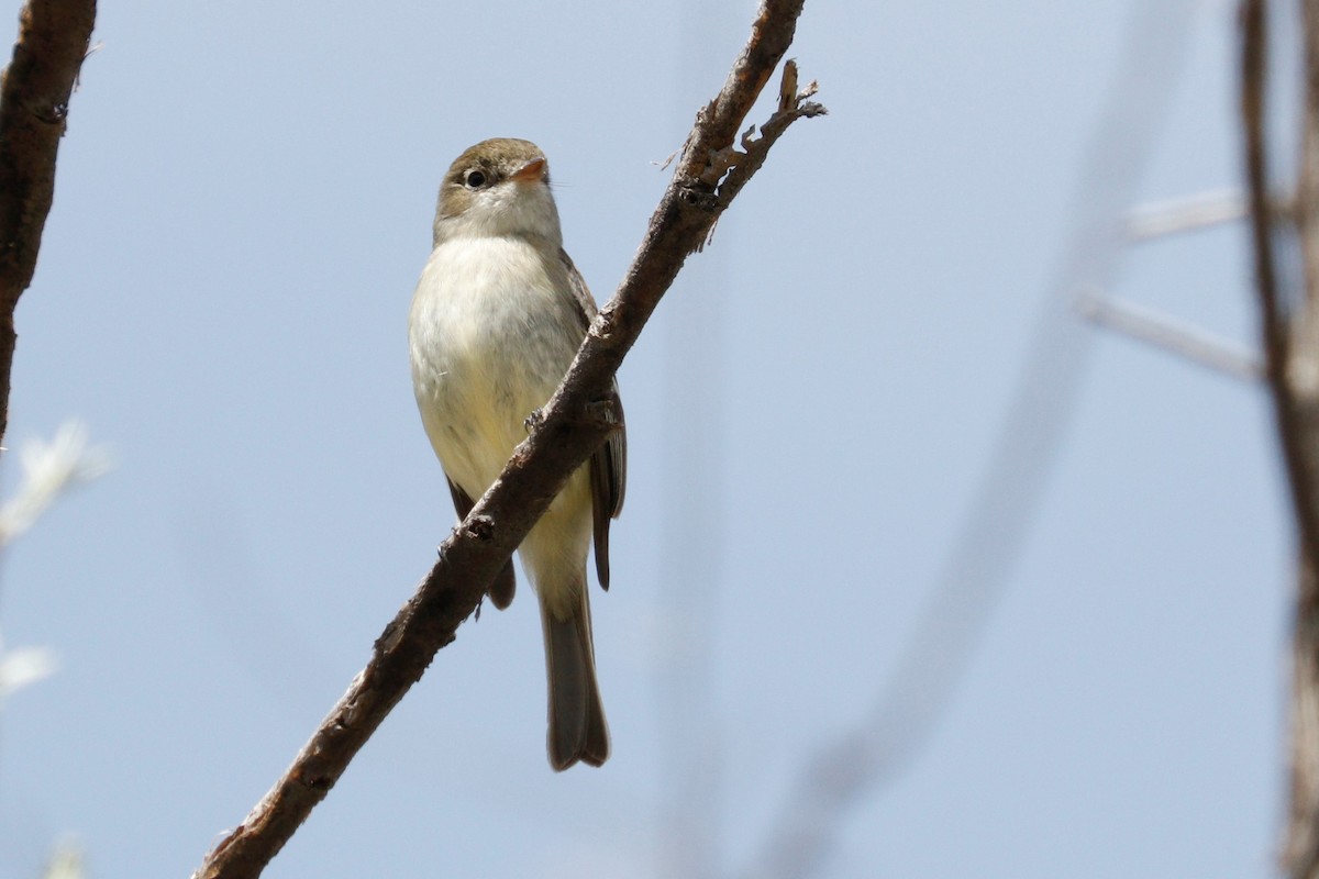 Gray Flycatcher - Risë Foster-Bruder