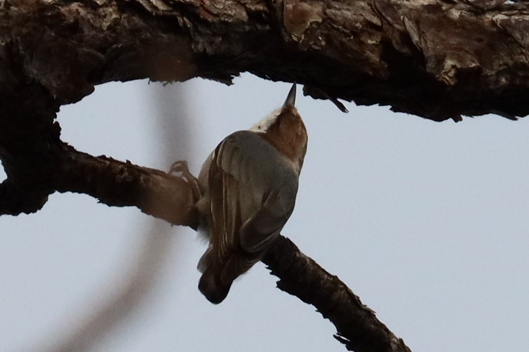 Brown-headed Nuthatch - ML623653544