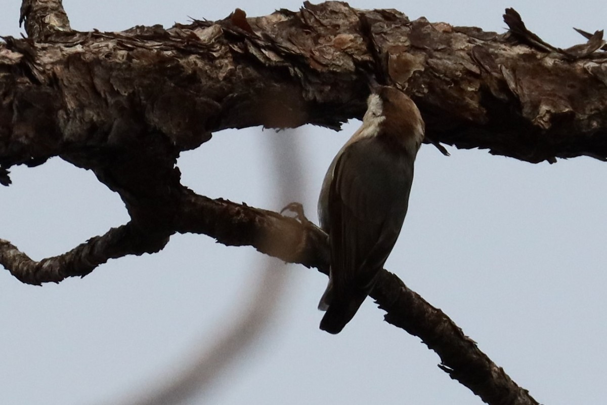 Brown-headed Nuthatch - ML623653545