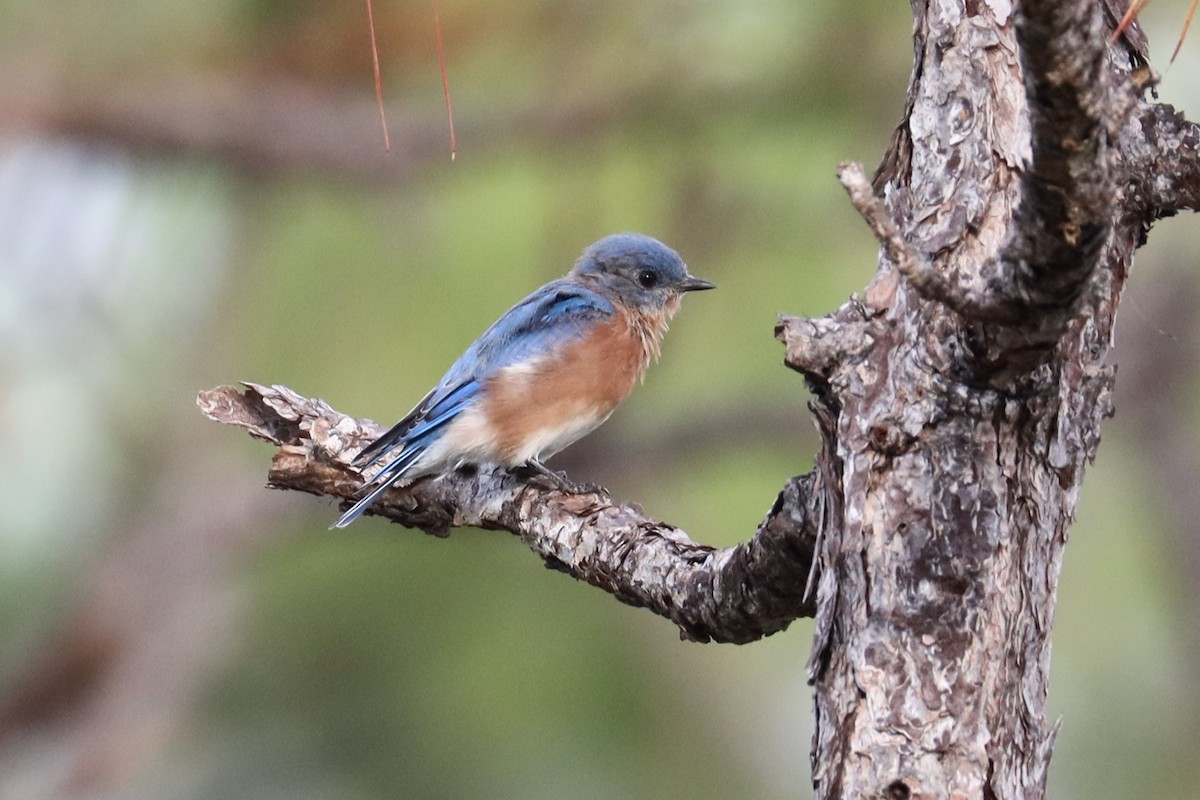 Eastern Bluebird - ML623653550