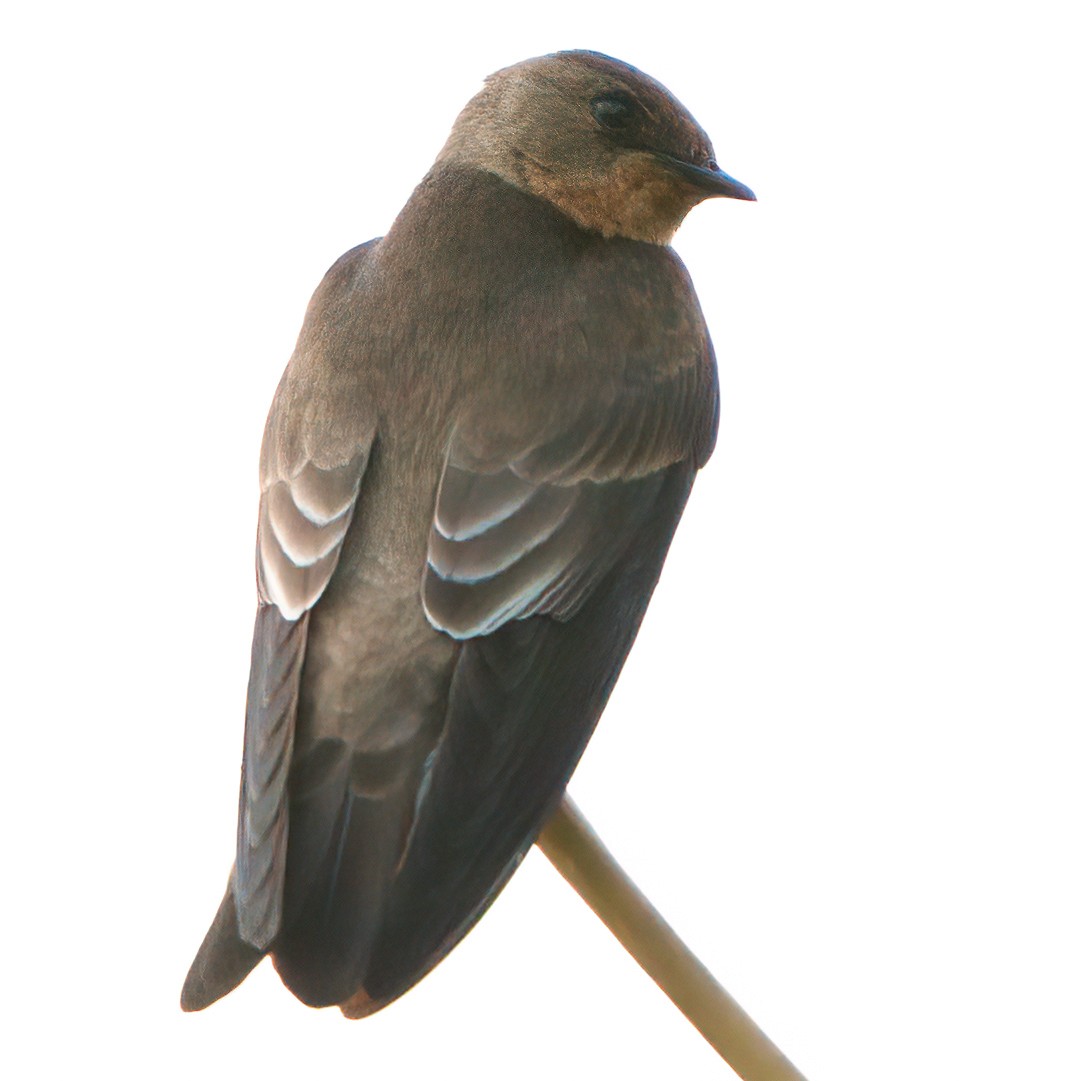 Southern Rough-winged Swallow - ML623653603