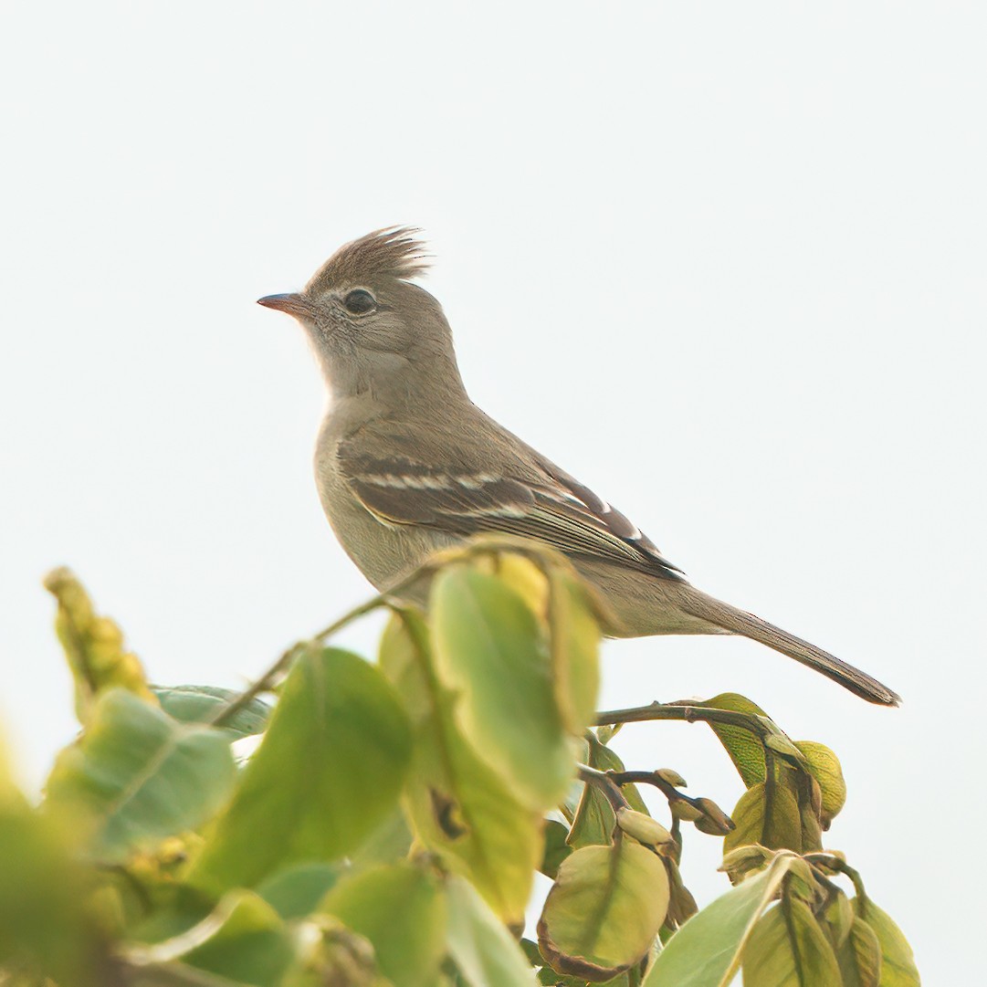 Yellow-bellied Elaenia - ML623653620