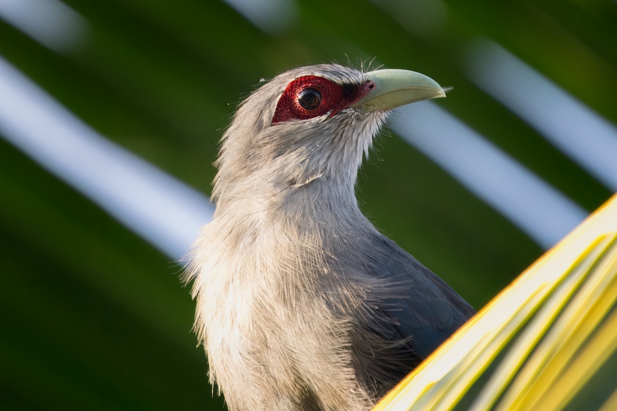 Green-billed Malkoha - ML623653635