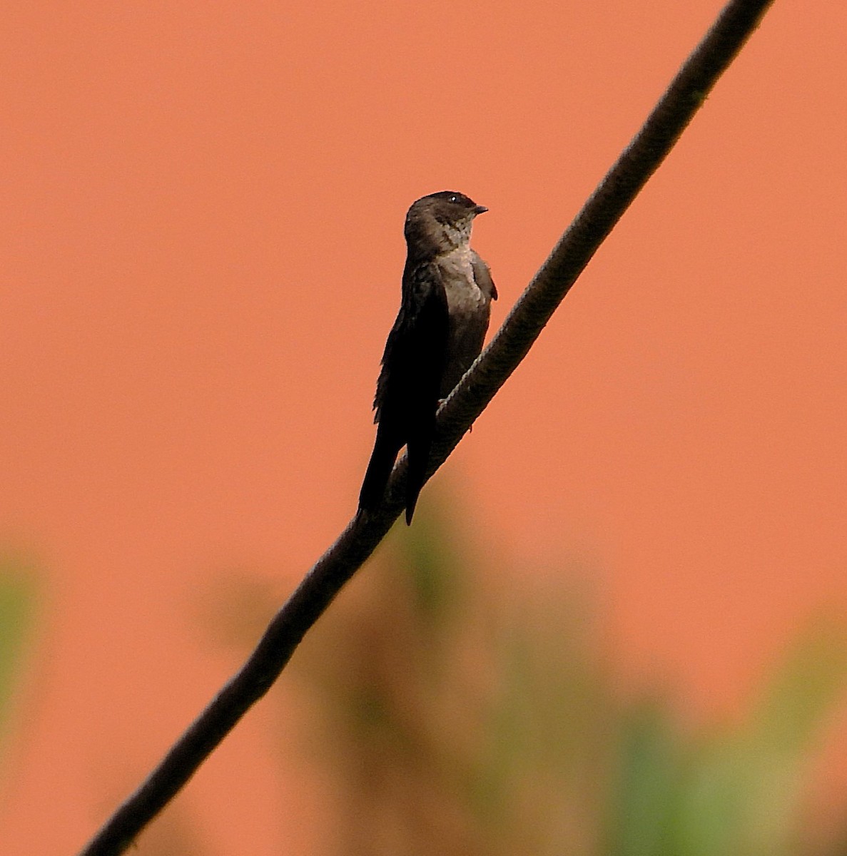 White-thighed Swallow - ML623653656