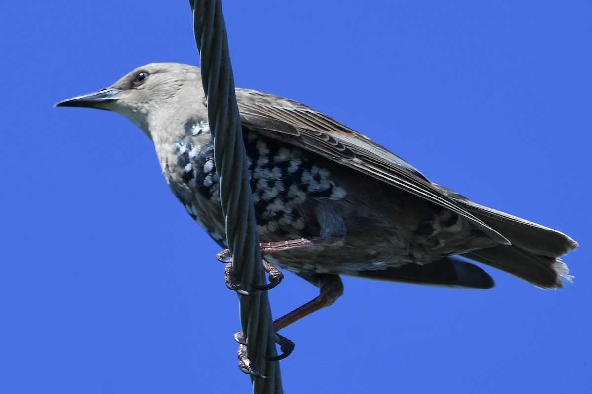 European Starling - ML623653660