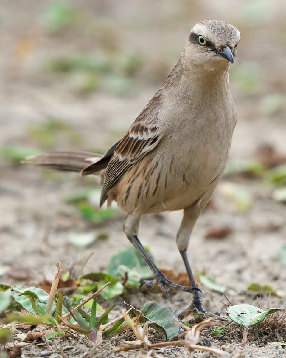 Chalk-browed Mockingbird - ML623653676